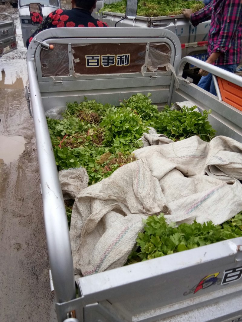 【芹菜苗】法国皇后精品芹菜苗当天拔苗，货源充足