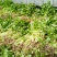 【芹菜苗】法国皇后精品芹菜苗当天拔苗，货源充足