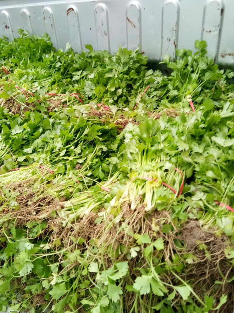 【芹菜苗】法国皇后精品芹菜苗当天拔苗，货源充足