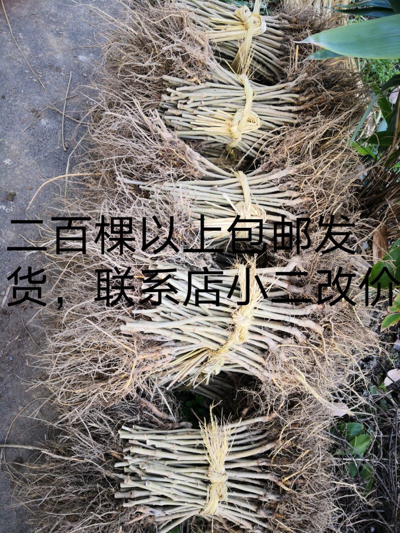 果桑苗无籽大十（产量高，口感好）免费技术指导可盆栽