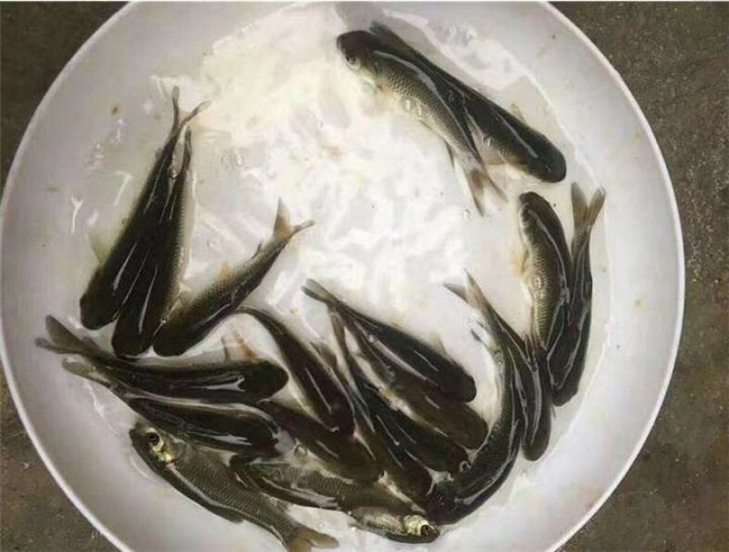 翘壳鱼苗，成长速度快，专车运输，量大从优