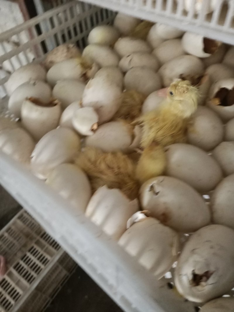 鹅苗