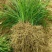 麦冬草抗寒麦冬草10----20公分高