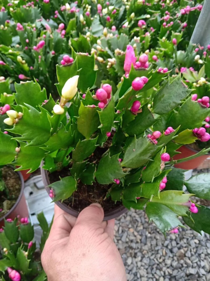 花卉盆景