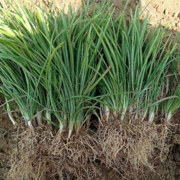 麦冬草抗寒麦冬草10----20公分高