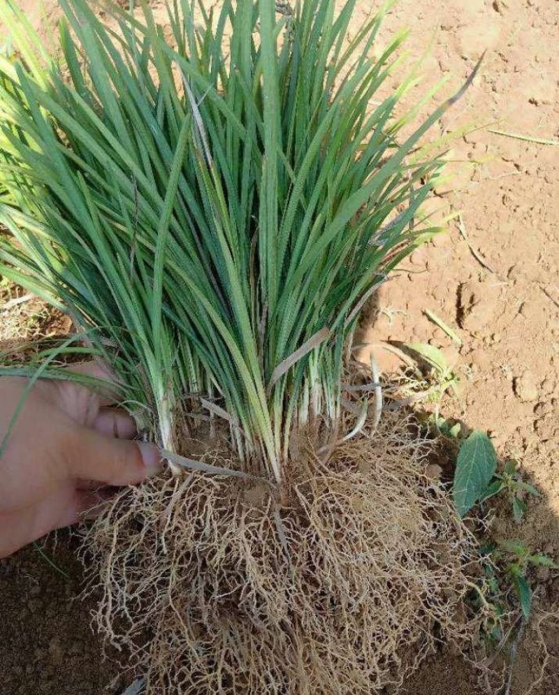 麦冬草抗寒麦冬草10----20公分高