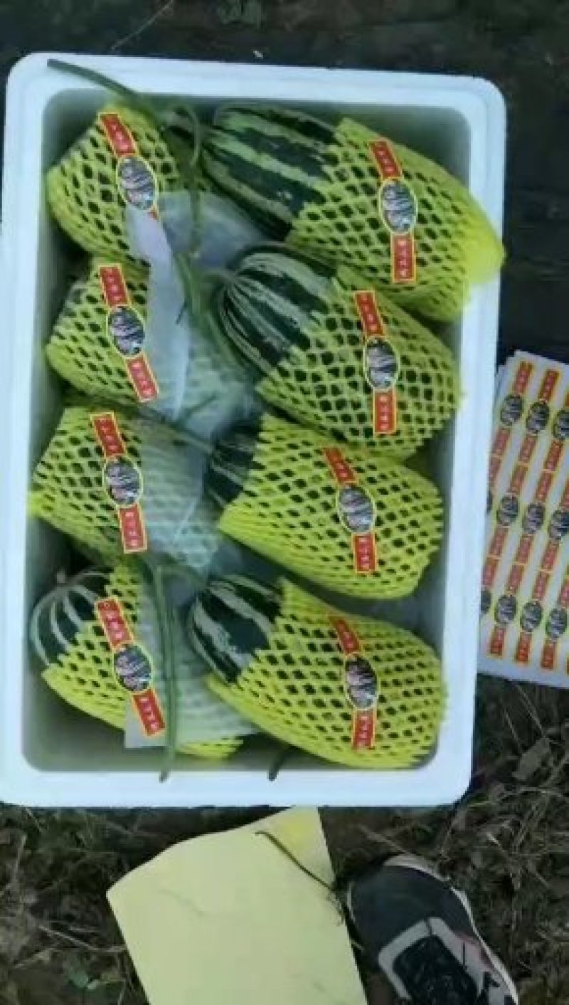 精品博洋九号，九一甜瓜大量供应，产地直发现摘现装一手货源