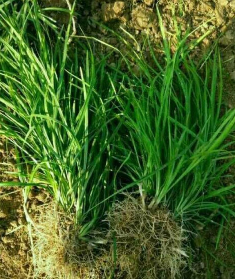 麦冬草抗寒麦冬草10----20公分高