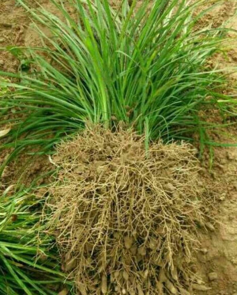 麦冬草抗寒麦冬草10----20公分高