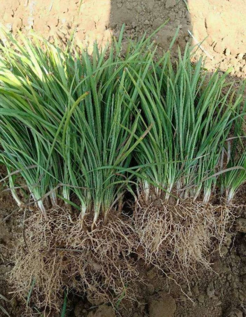 麦冬草抗寒麦冬草10----20公分高