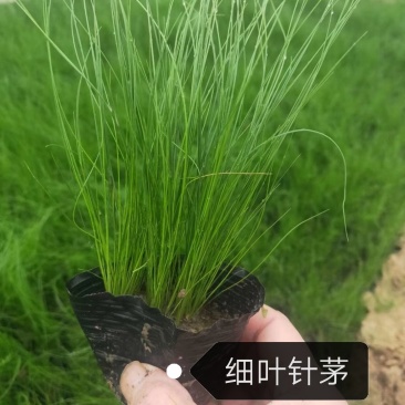 观赏草细叶针茅，景观园林植物，基地直供量大质优价廉。