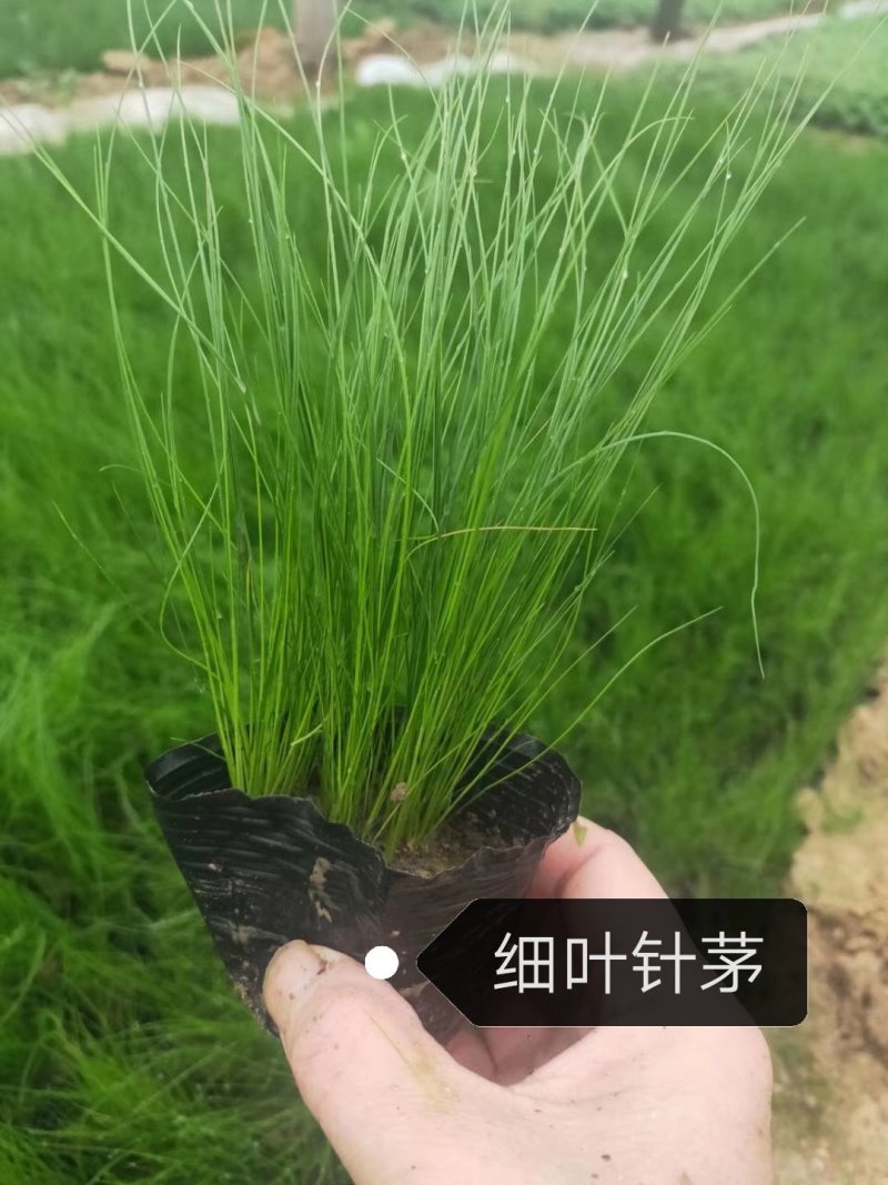 观赏草细叶针茅，景观园林植物，基地直供量大质优价廉。