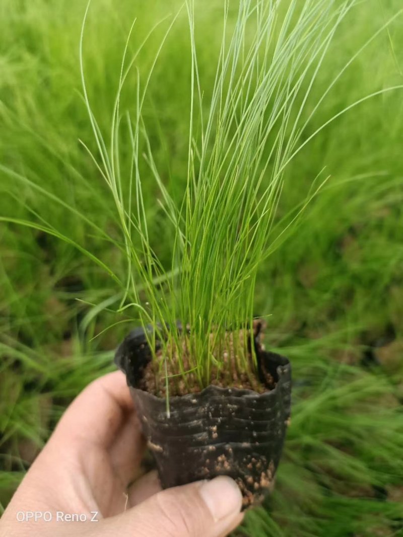 观赏草细叶针茅，景观园林植物，基地直供量大质优价廉。