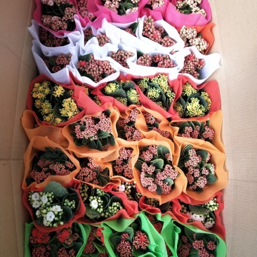 长寿花