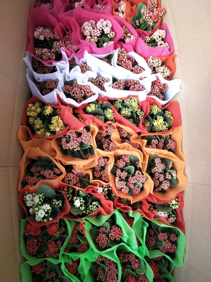 长寿花