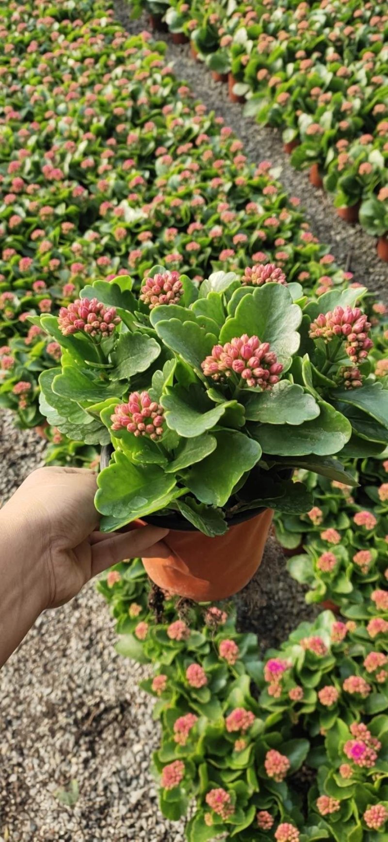 长寿花