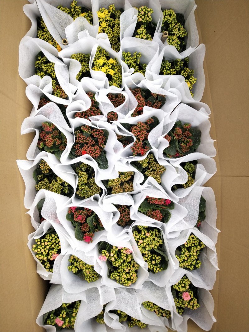 长寿花