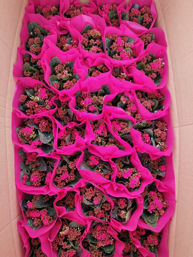 长寿花
