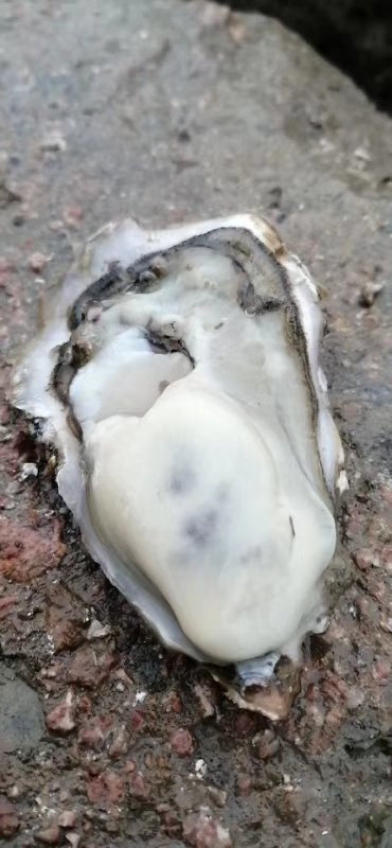 生蚝