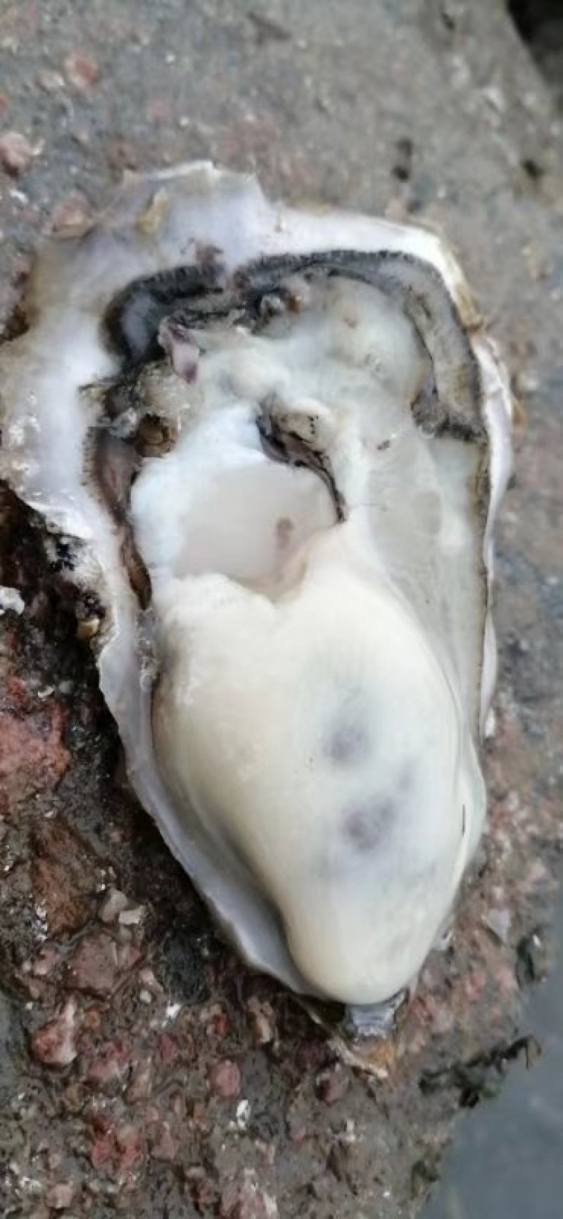 生蚝
