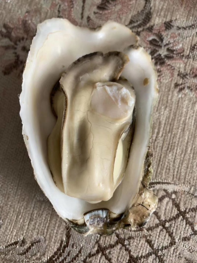 生蚝