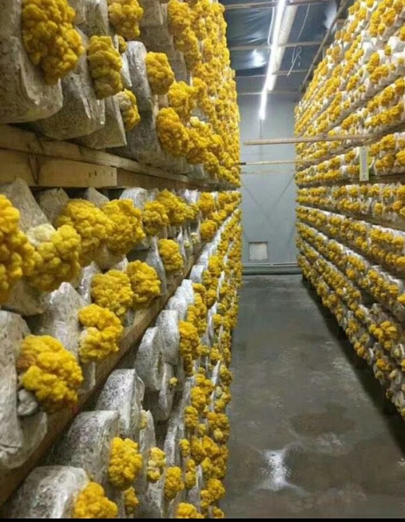 鲜金耳