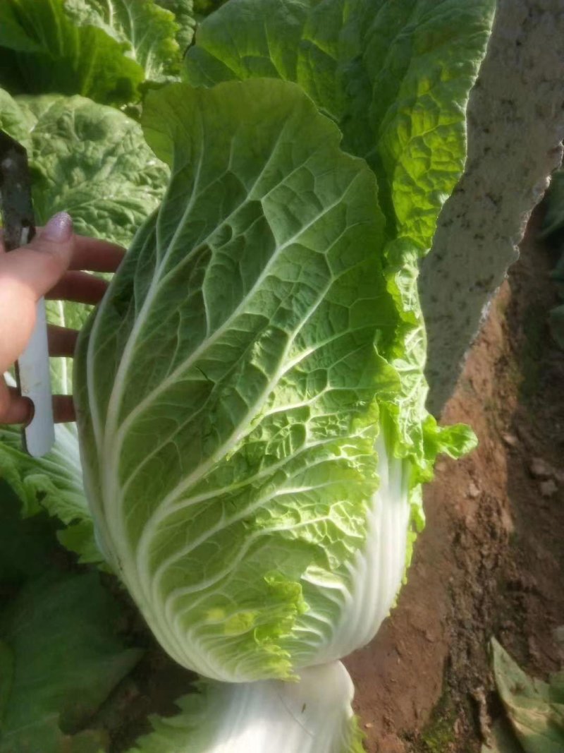 黄心白菜质量好品质优货源充足质量保证