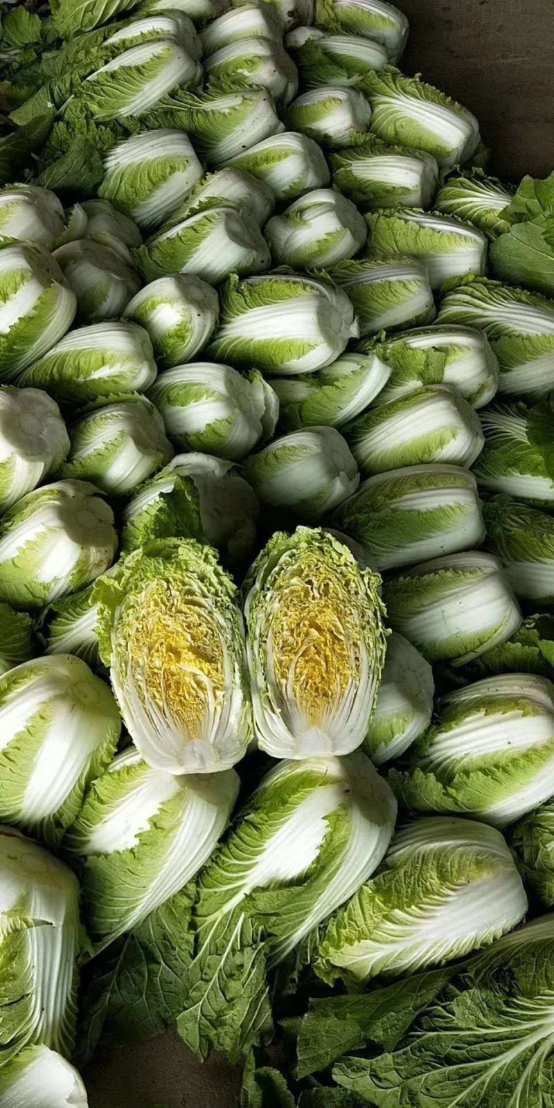 黄心白菜质量好品质优货源充足质量保证