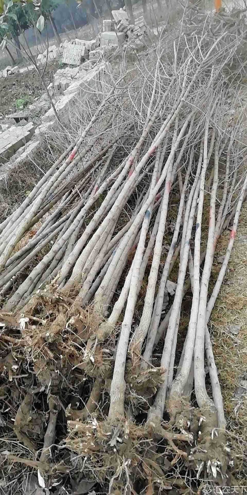 五角枫苗60~70cm