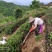 有机高山绿茶