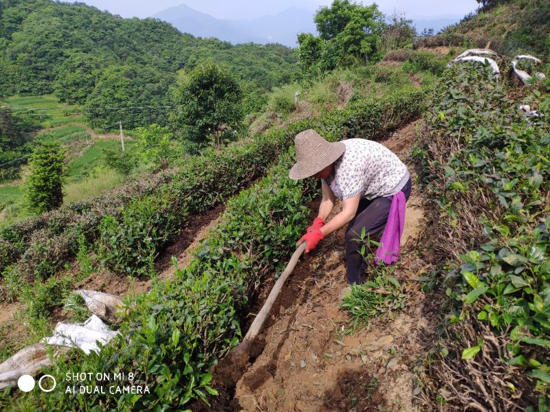 有机高山绿茶