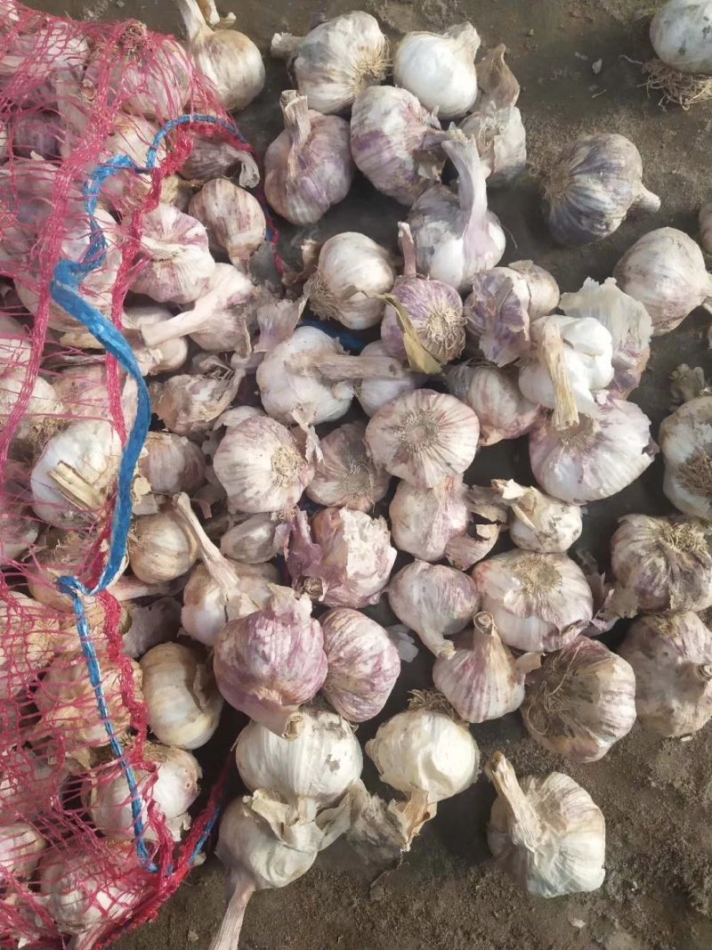 郑州中牟精品大蒜供应