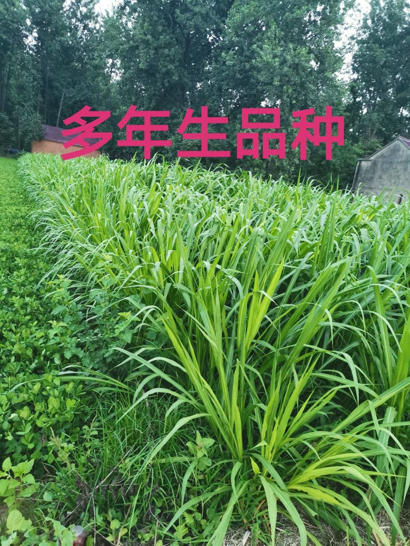 皇竹草种苗种节新型高产牧草种苗，批发包邮量大从优