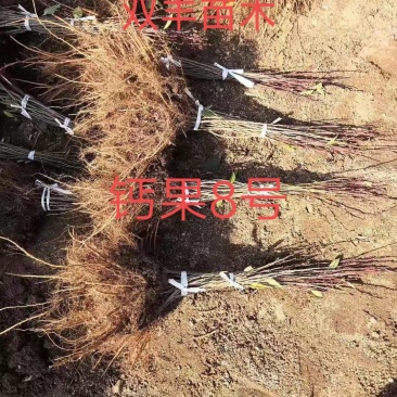 钙果苗吉林基地直发。成活高。包技术。品种保纯度。价格低。