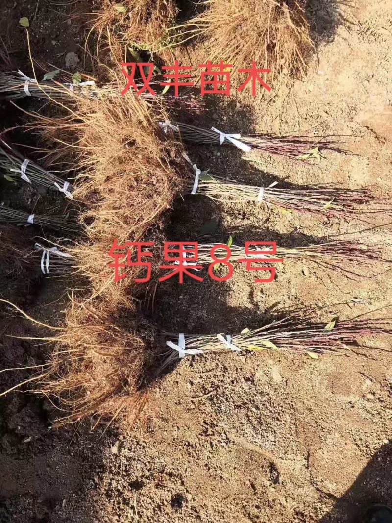 钙果苗吉林基地直发。成活高。包技术。品种保纯度。价格低。