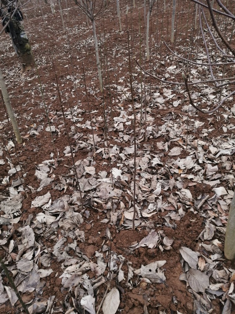 红玉兰紫玉兰苗大量供应玉兰之乡直供支持在线交易