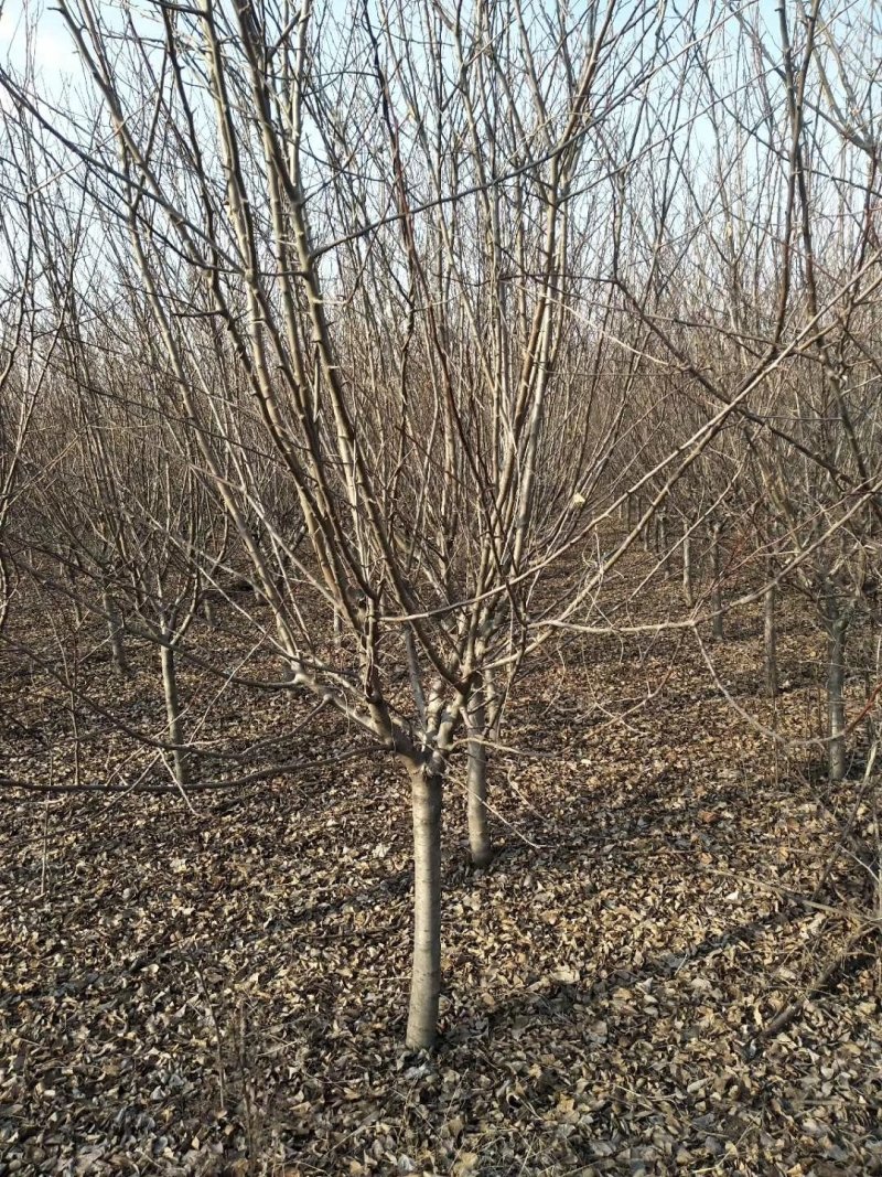山楂：树根系发达质量有保证价格合理可以实地考察支持线上