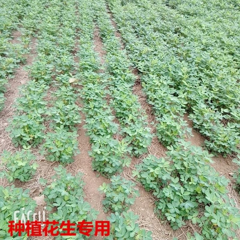 应季节花生米，产地直供！