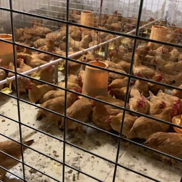 果园走地鸡脆皮鸡批发适合农庄小区网商连锁企业的釆购证齐