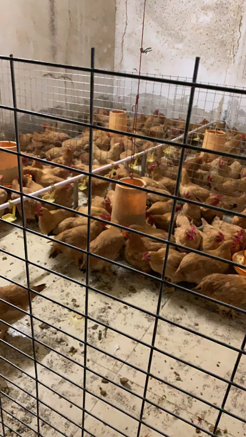 果园走地鸡脆皮鸡批发适合农庄小区网商连锁企业的釆购证齐