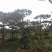 造型松