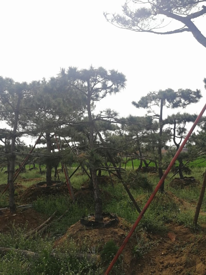造型松