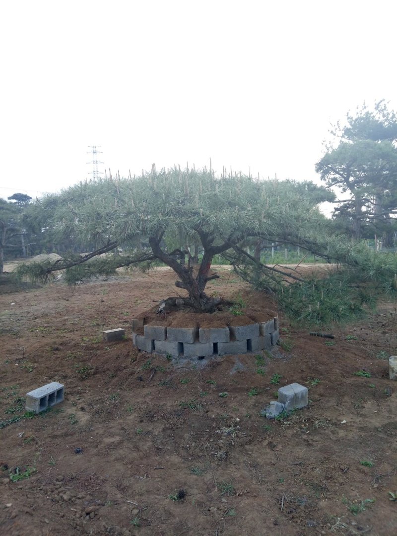 造型松