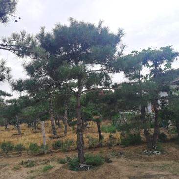 造型松