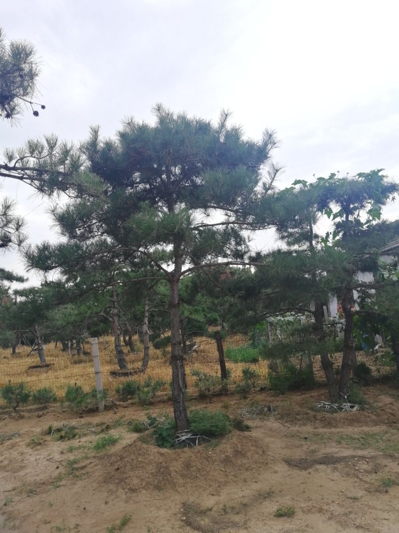 造型松