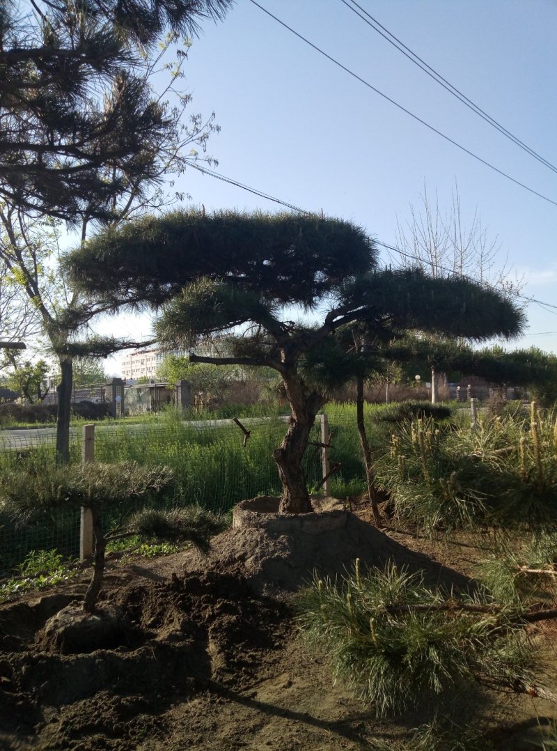 造型松