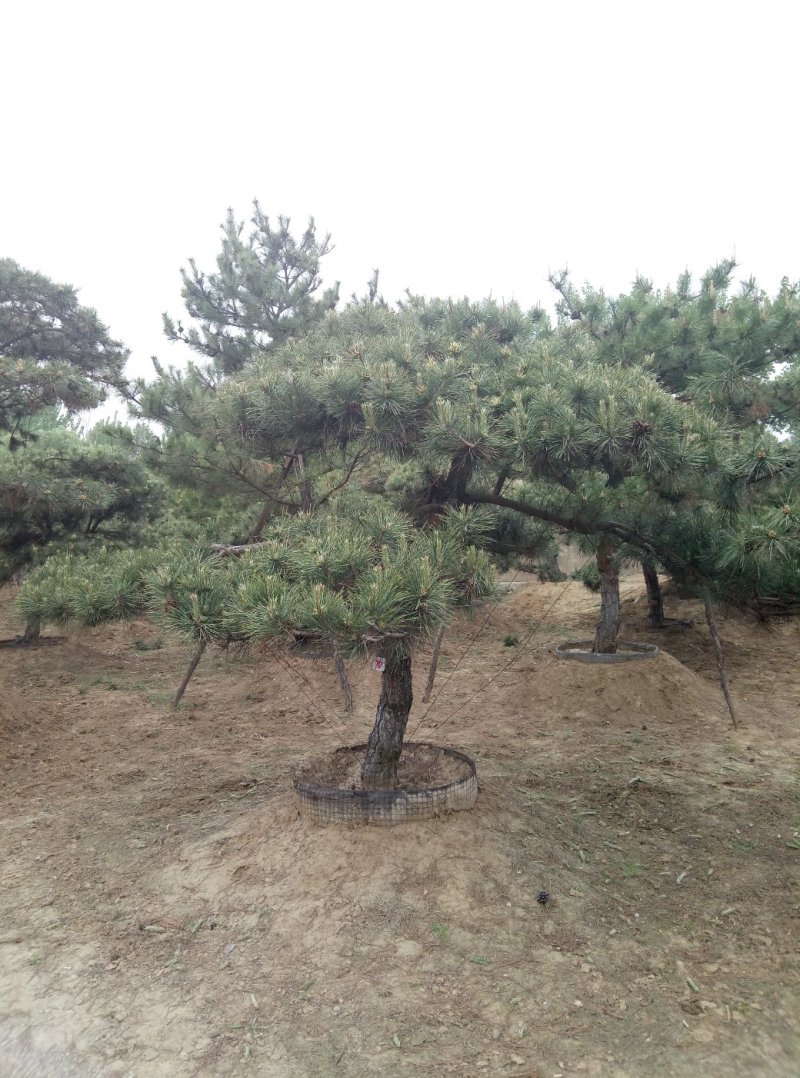 造型松