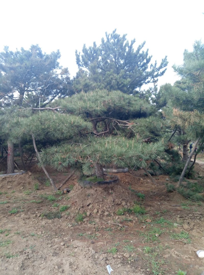 造型松