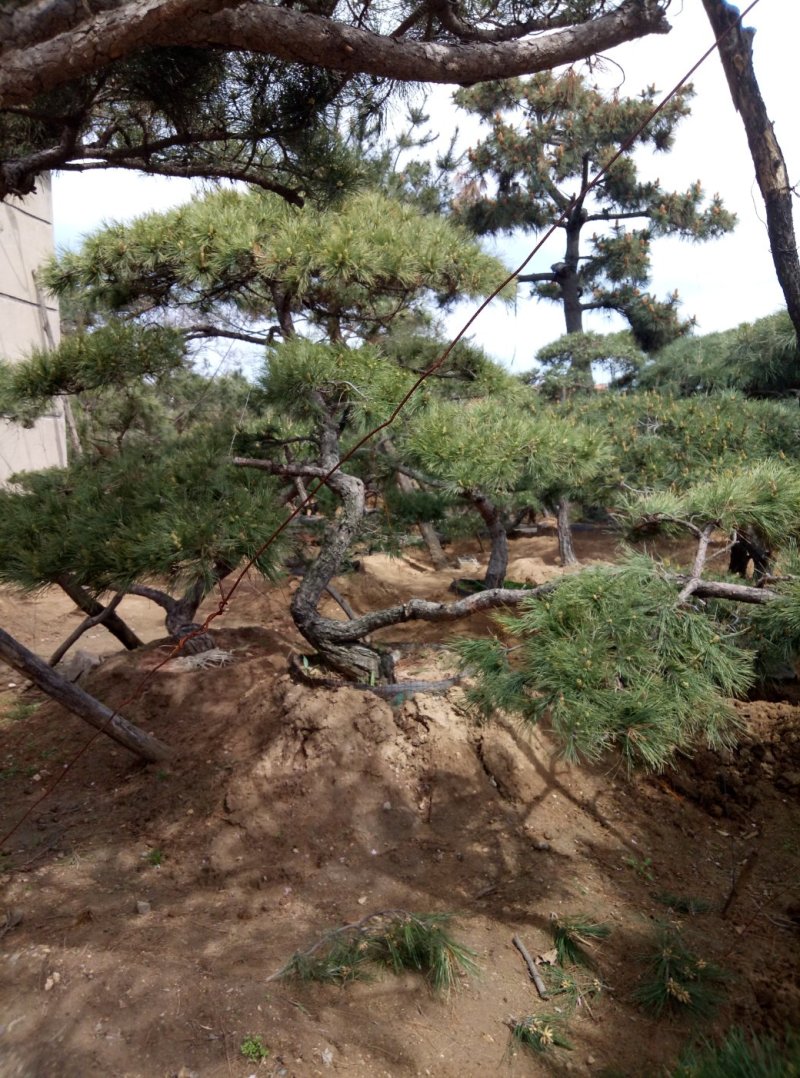 造型松