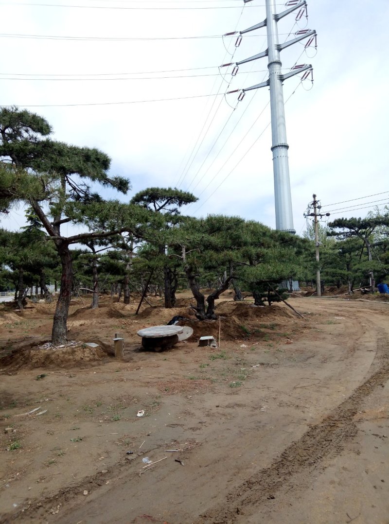 造型松